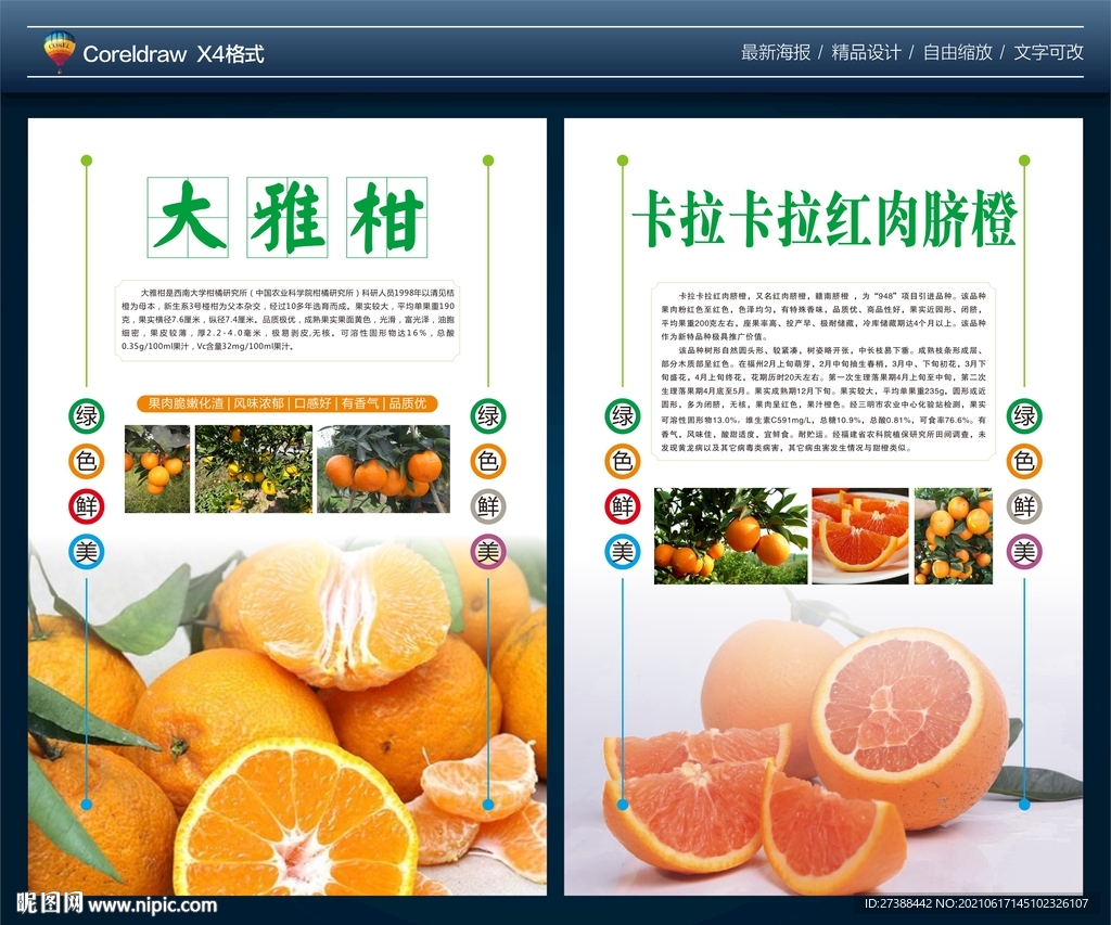 大雅柑脐橙简介海报