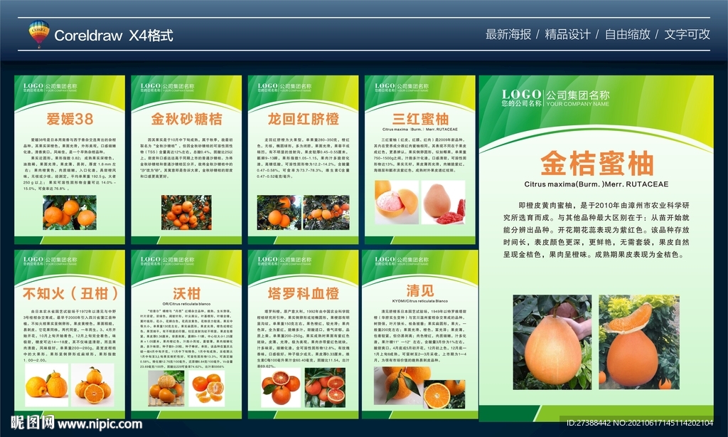 橙子脐橙简介海报