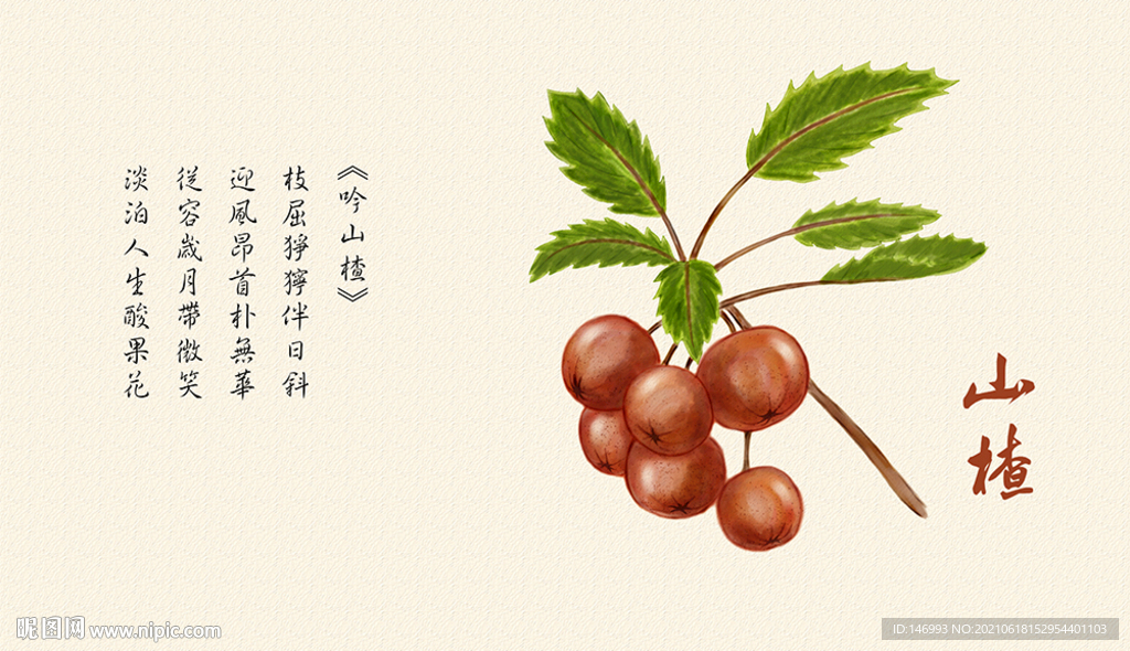 手绘山楂