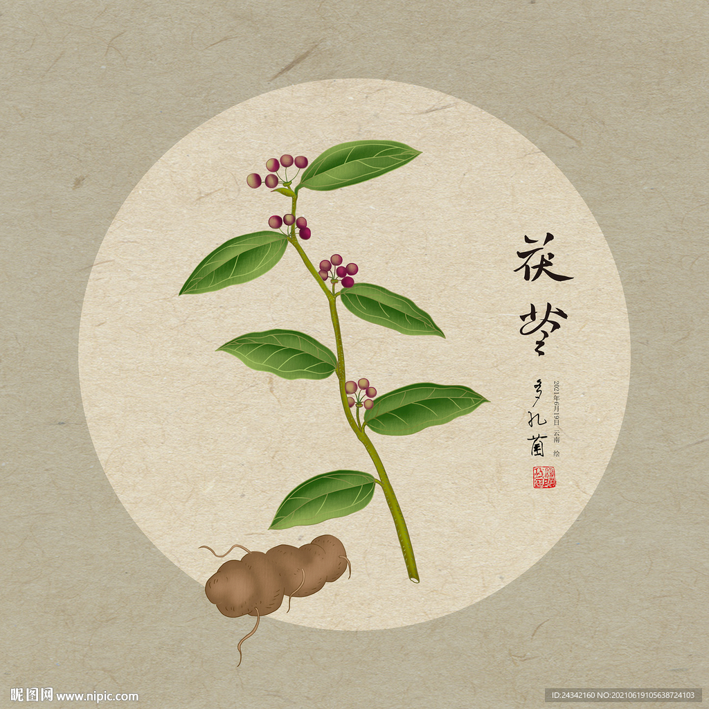 手绘茯苓