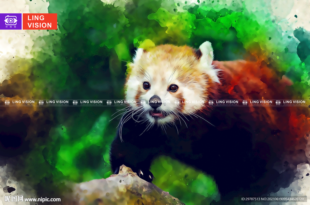 小熊猫