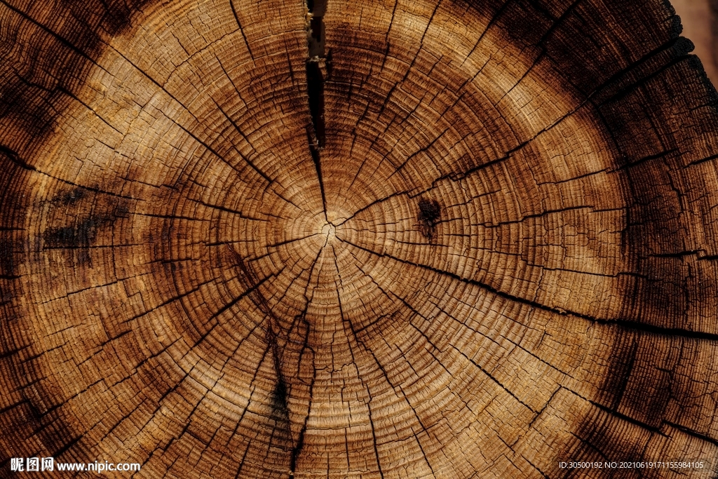 木头年轮贴图
