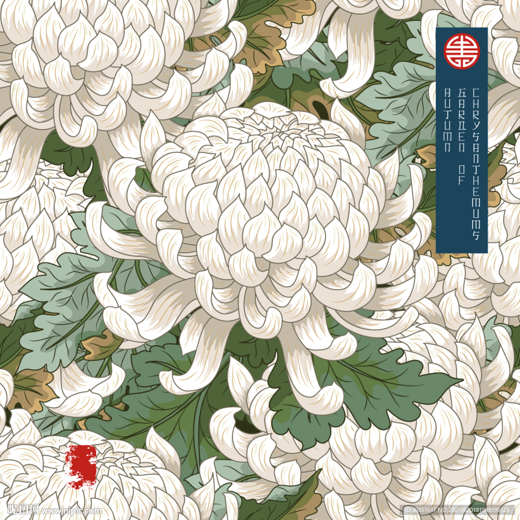 白菊