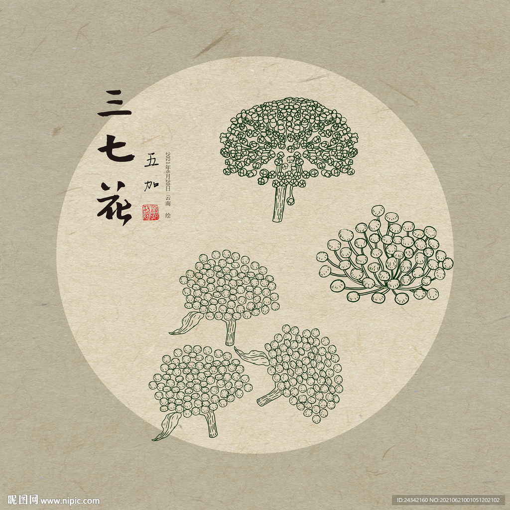 手绘三七花