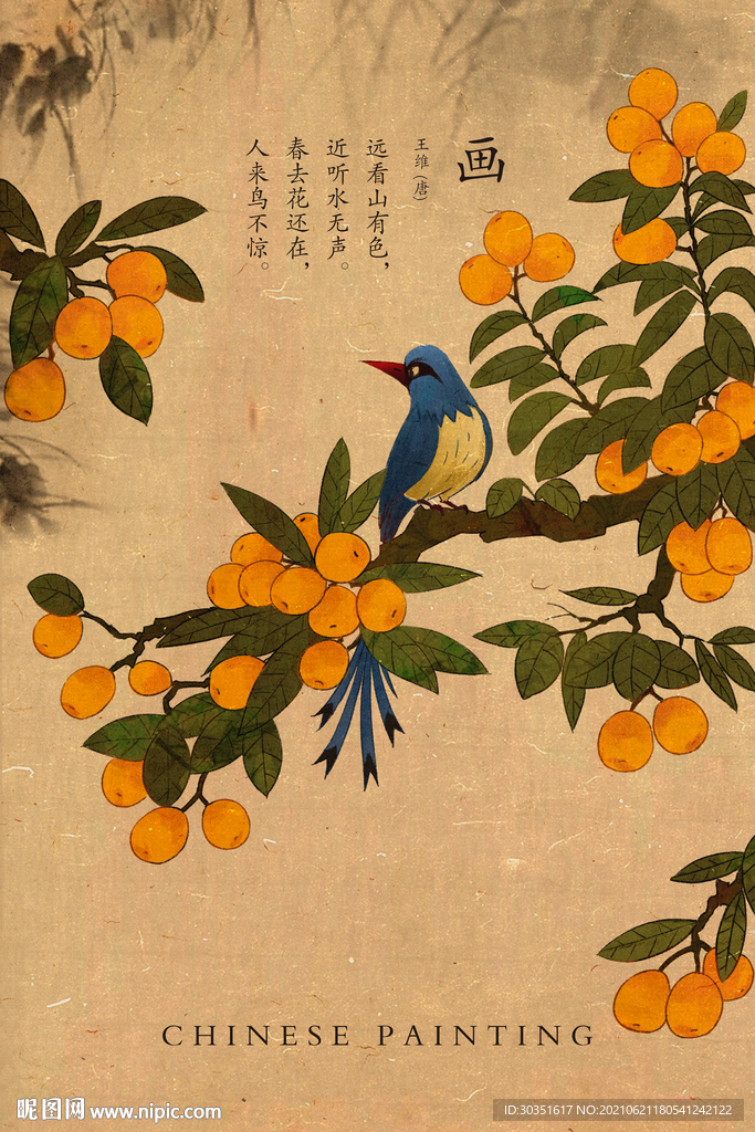 琵琶鸟