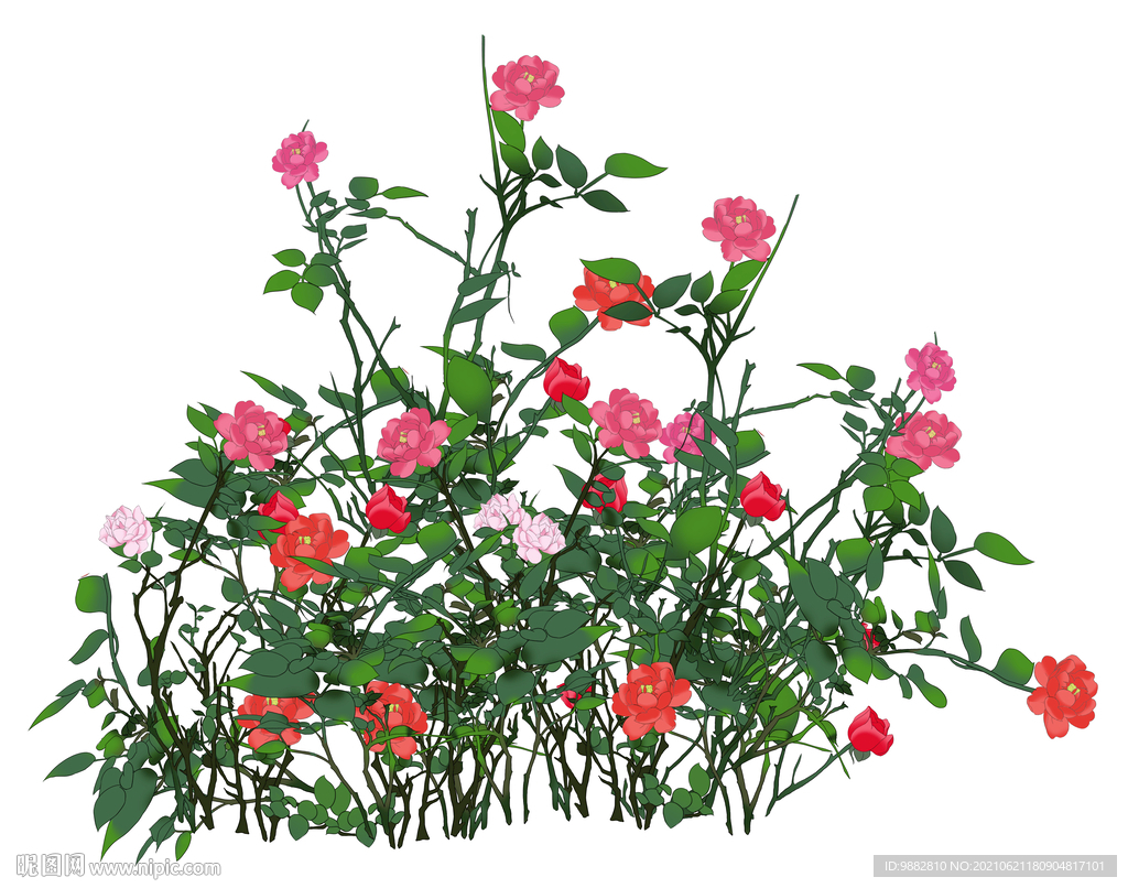 月季花丛分层素材