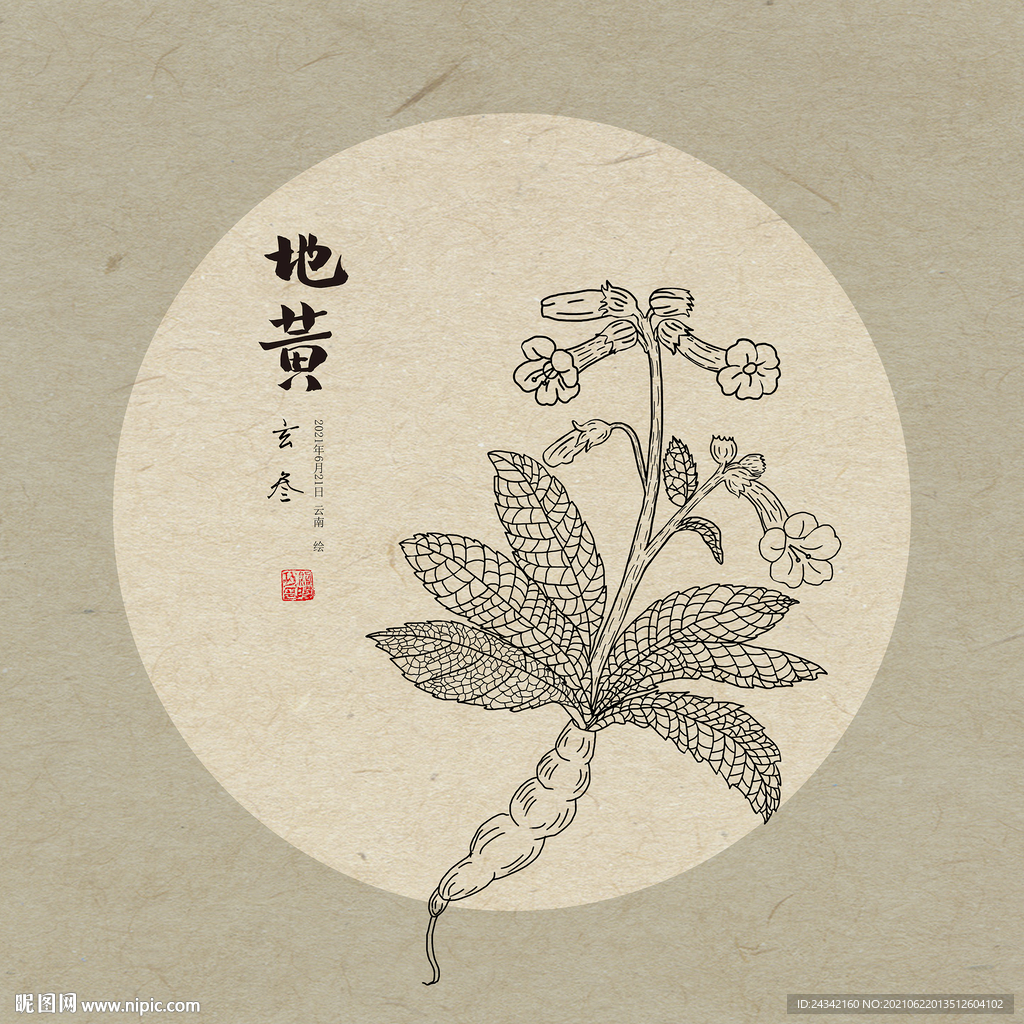 手绘地黄