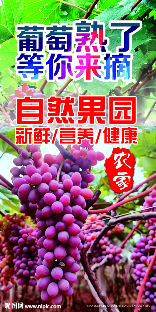 葡萄海报 