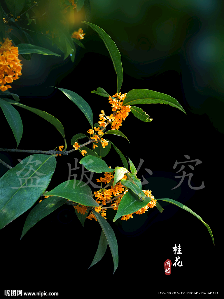 桂花
