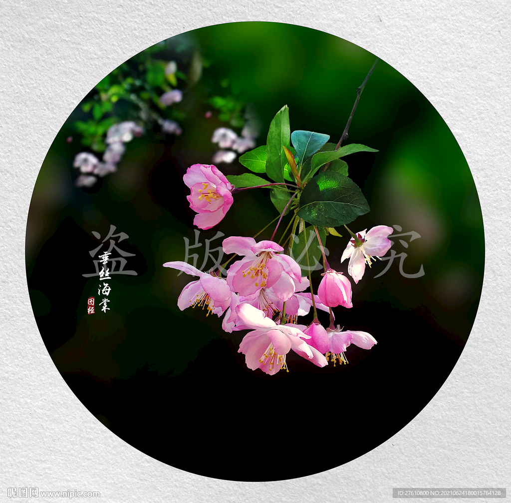 垂丝海棠