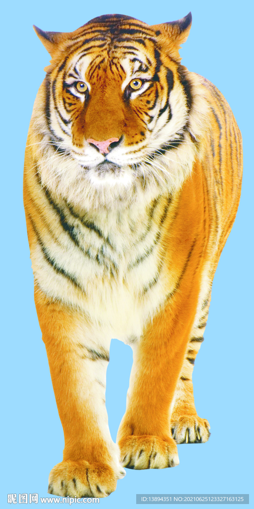 老虎