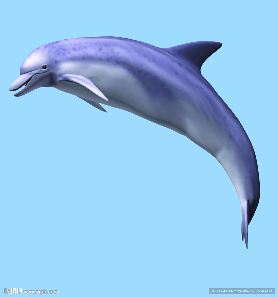 海豚