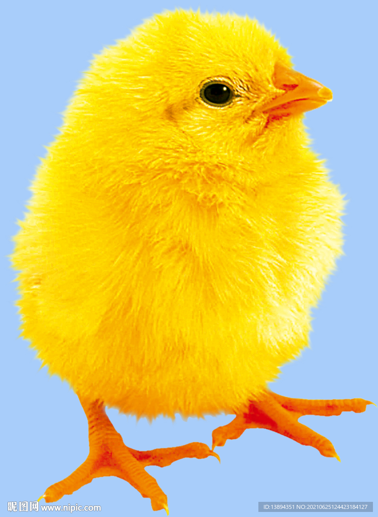小鸡