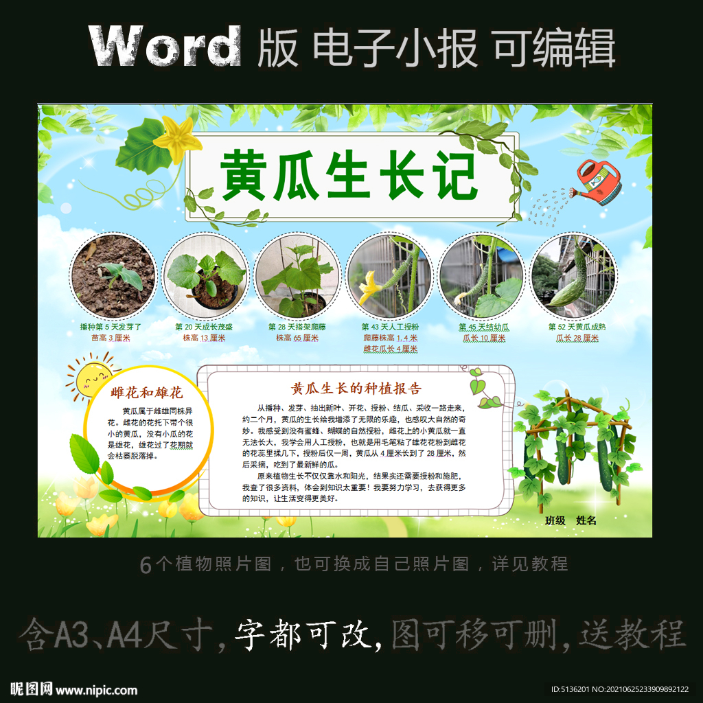 word版小报蔬菜植物生长黄瓜