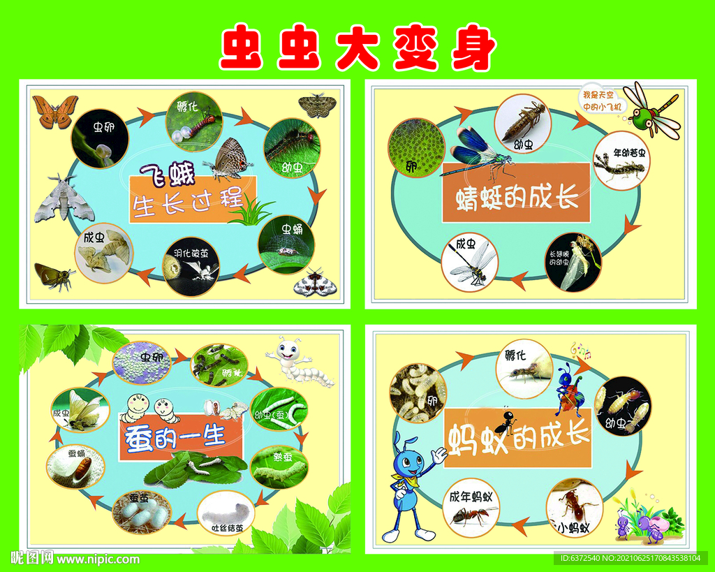 虫虫大变身