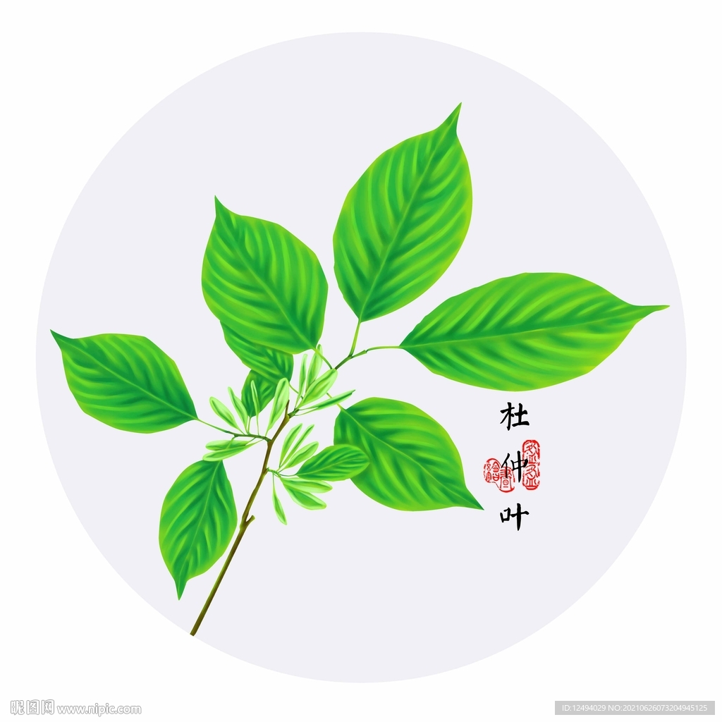 手绘杜仲叶