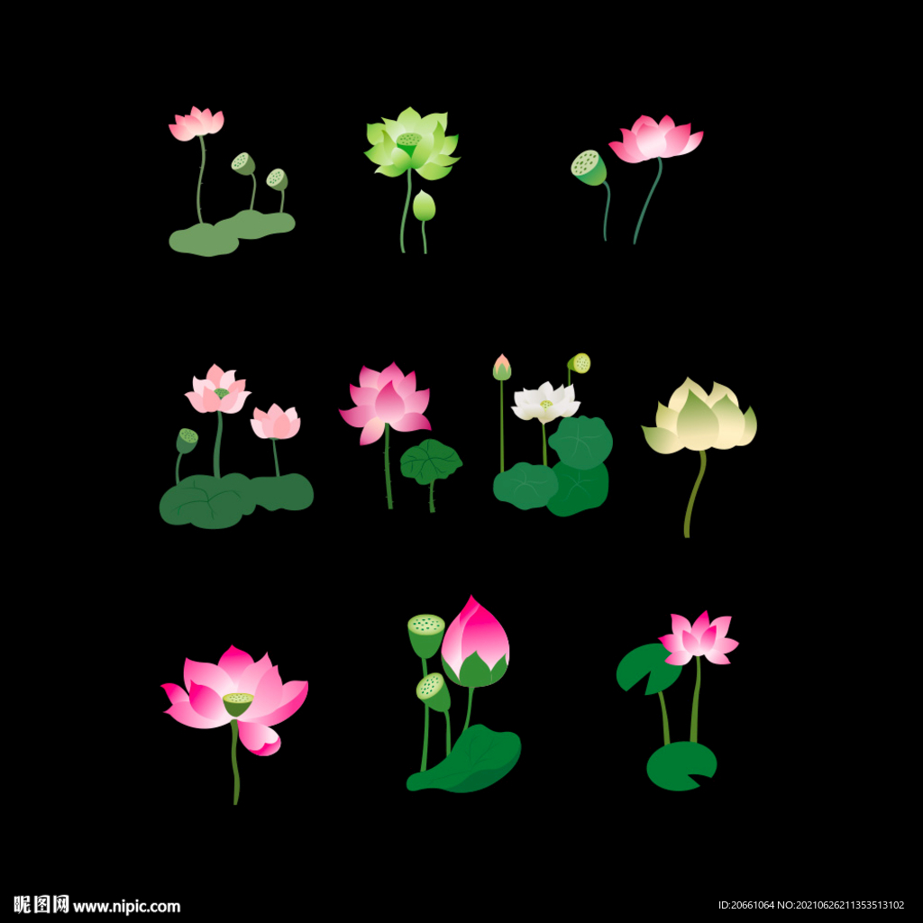 荷花