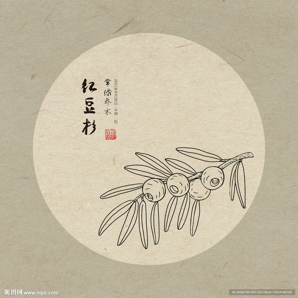 手绘红豆杉