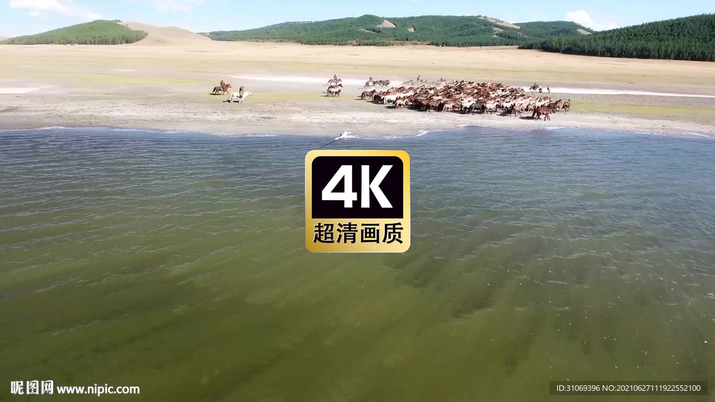 短视频素材海滩上奔跑的马群