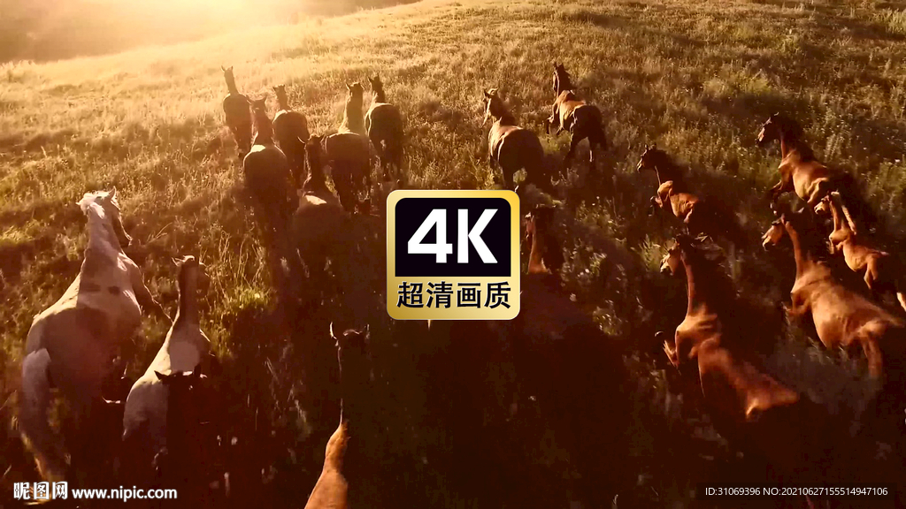 短视频素材夕阳草原上奔跑的马群