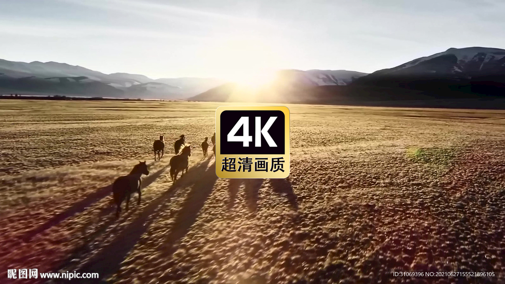 短视频素材夕阳草原奔跑的马群