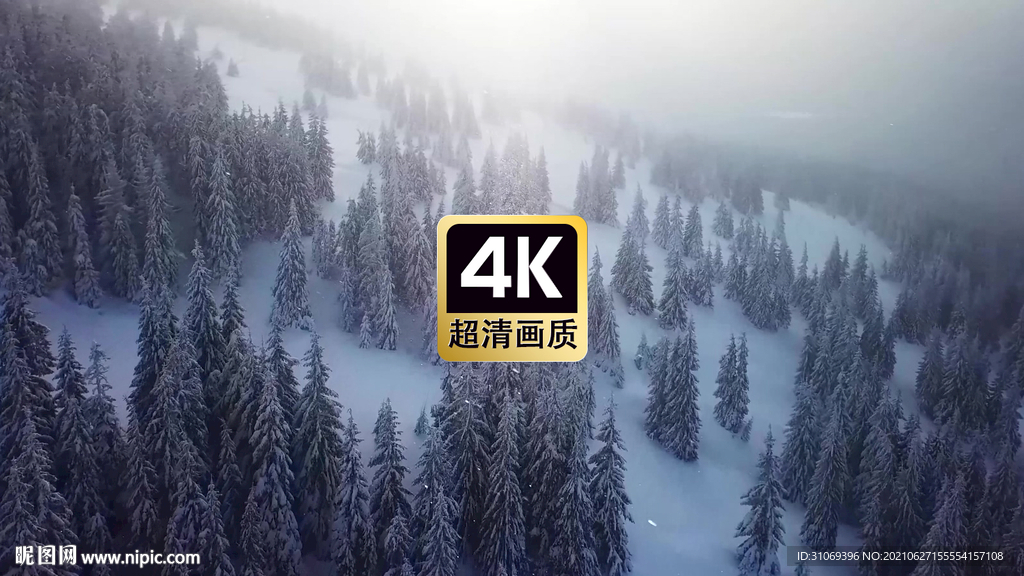 短视频素材航拍薄雾下雪原松树林
