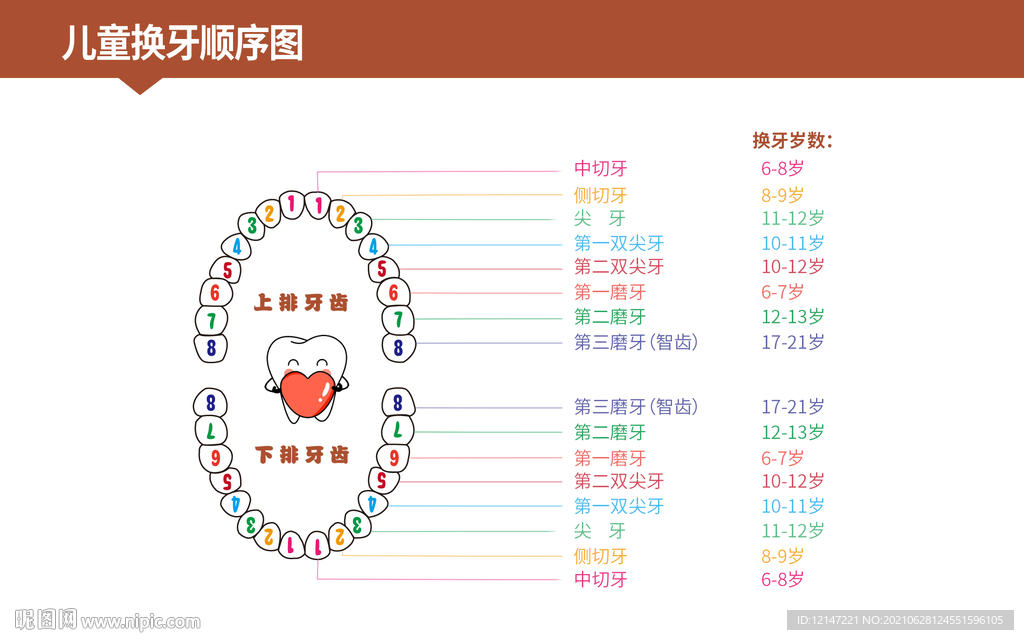 儿童换牙的序列插画
