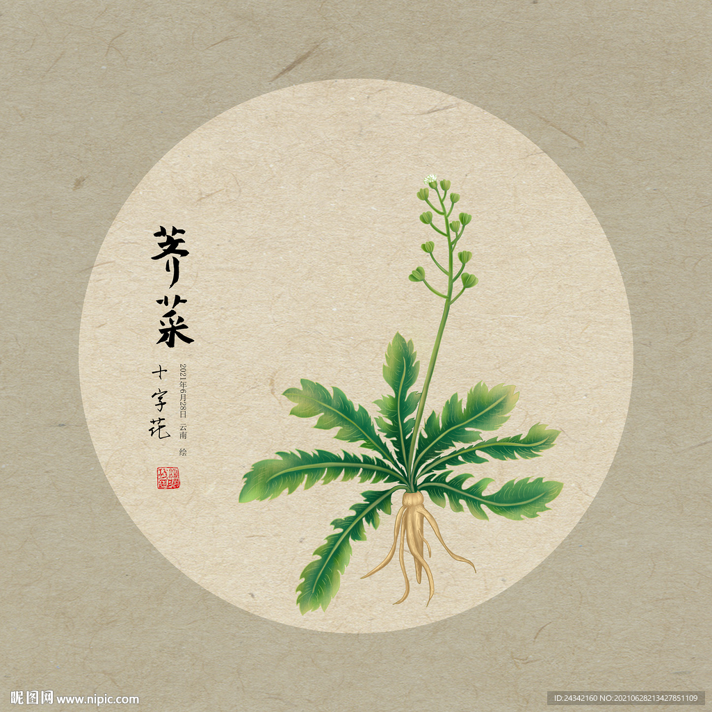 手绘荠菜