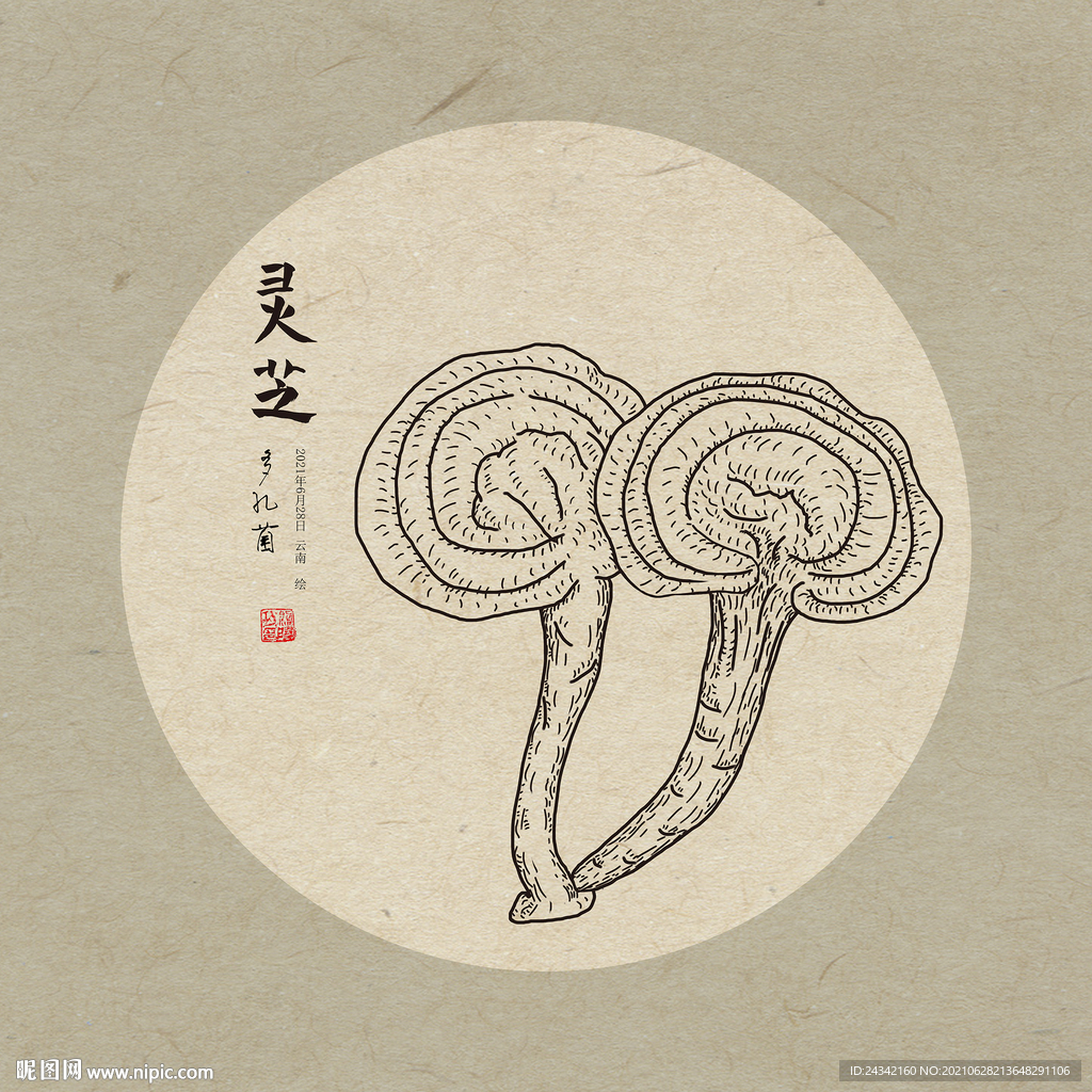 手绘灵芝