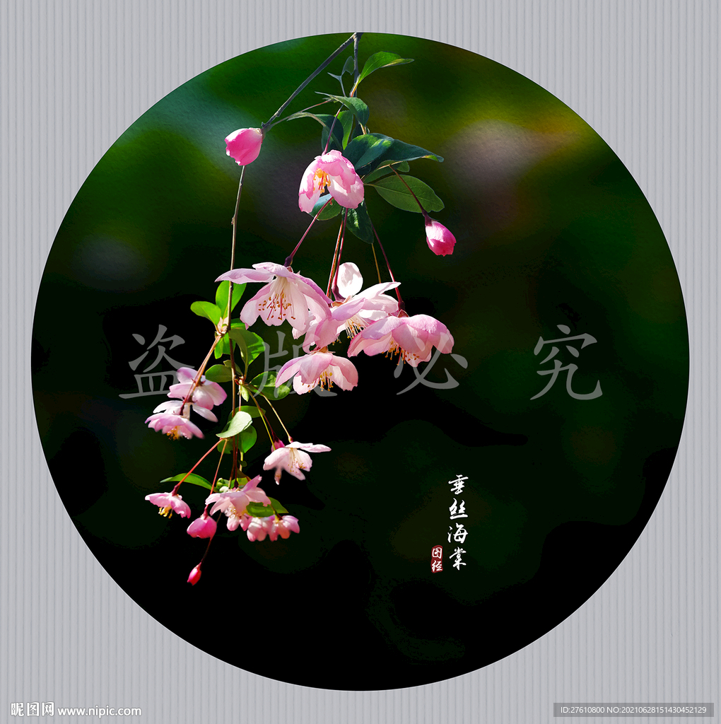 垂丝海棠