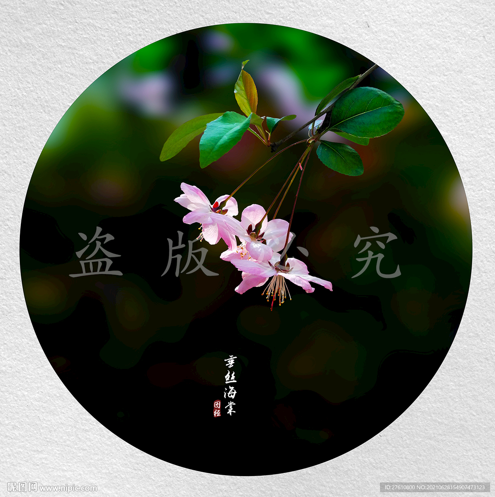 垂丝海棠