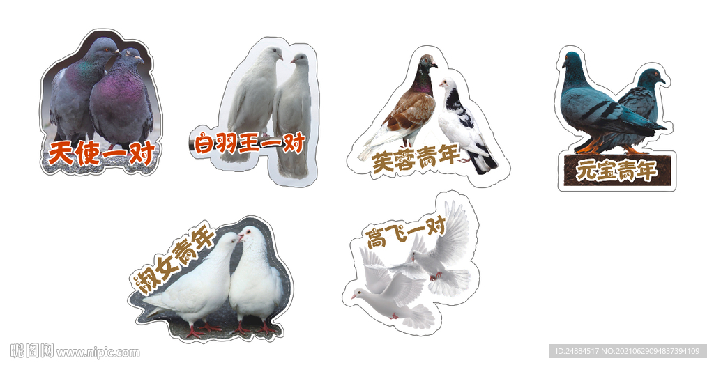 鸽子