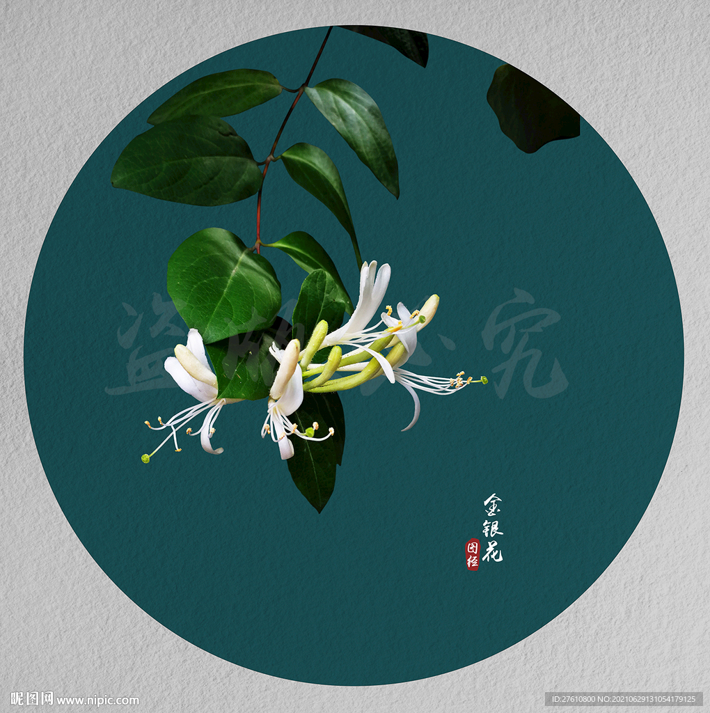金银花