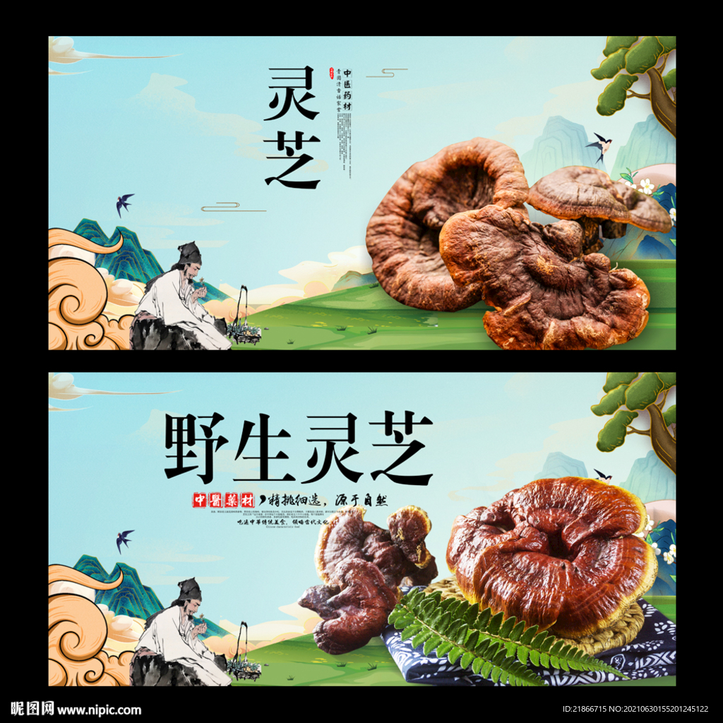 灵芝