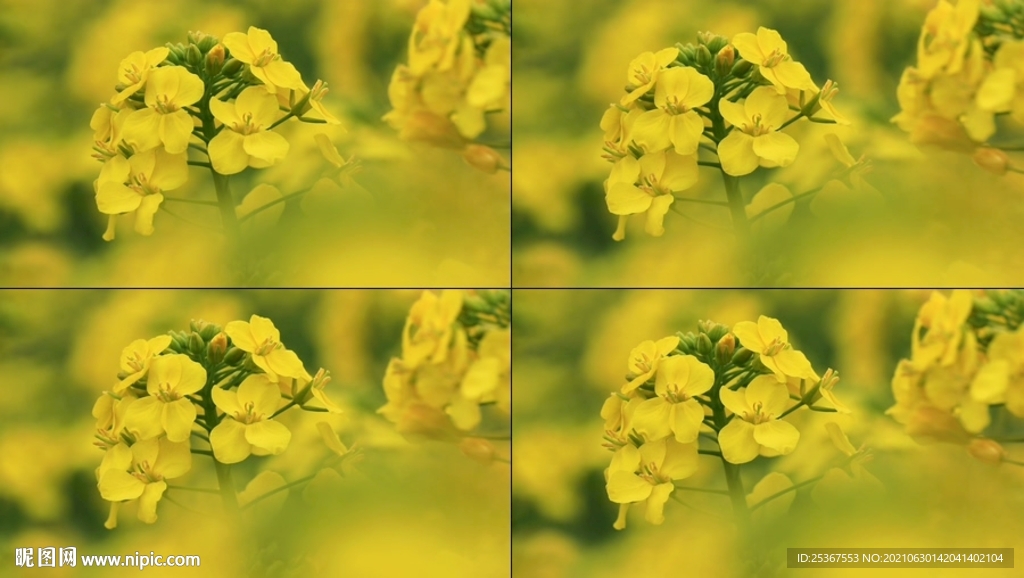 油菜花特写