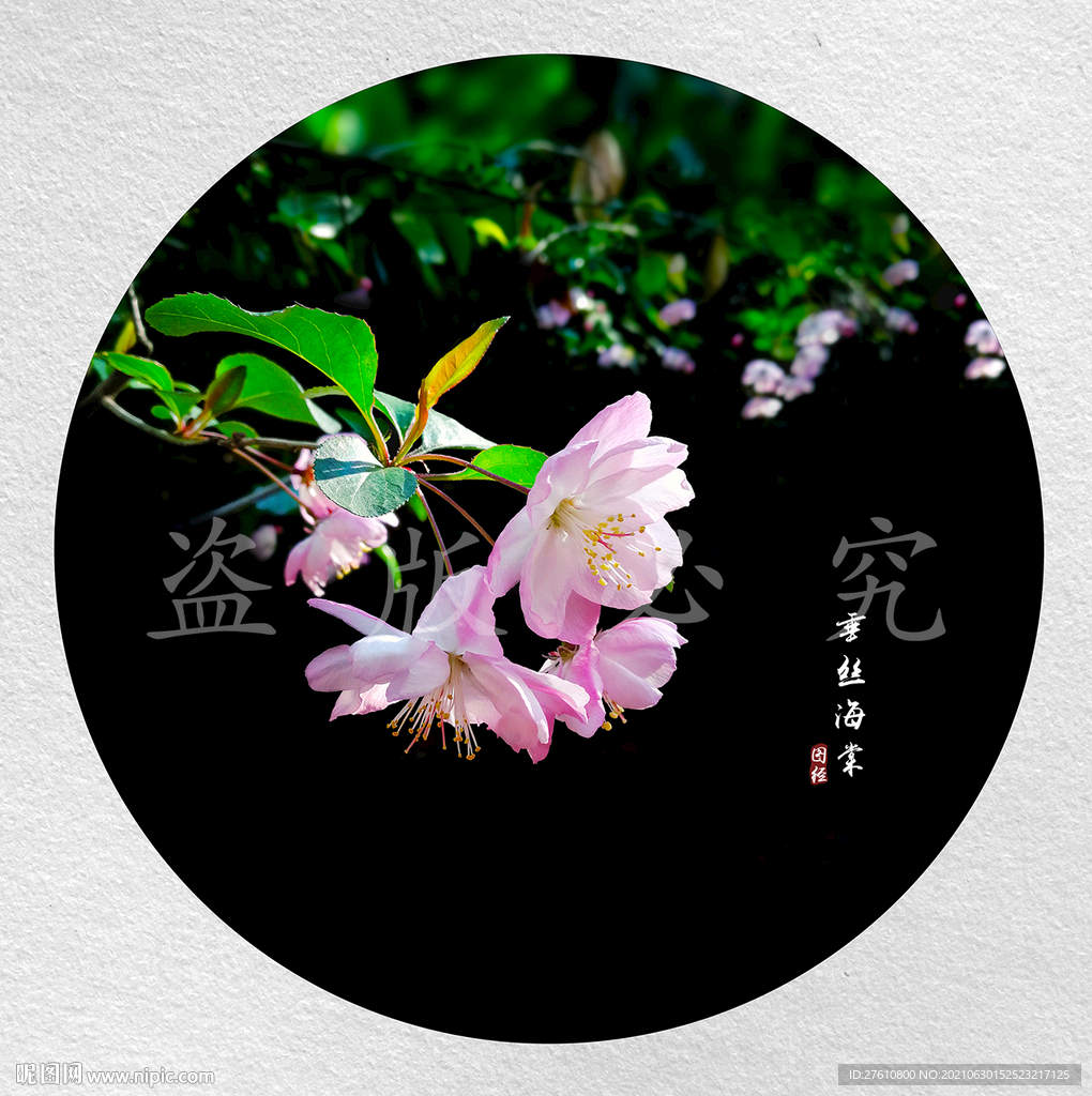 垂丝海棠