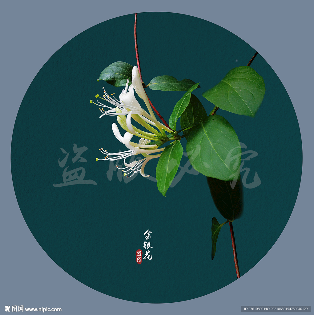 金银花