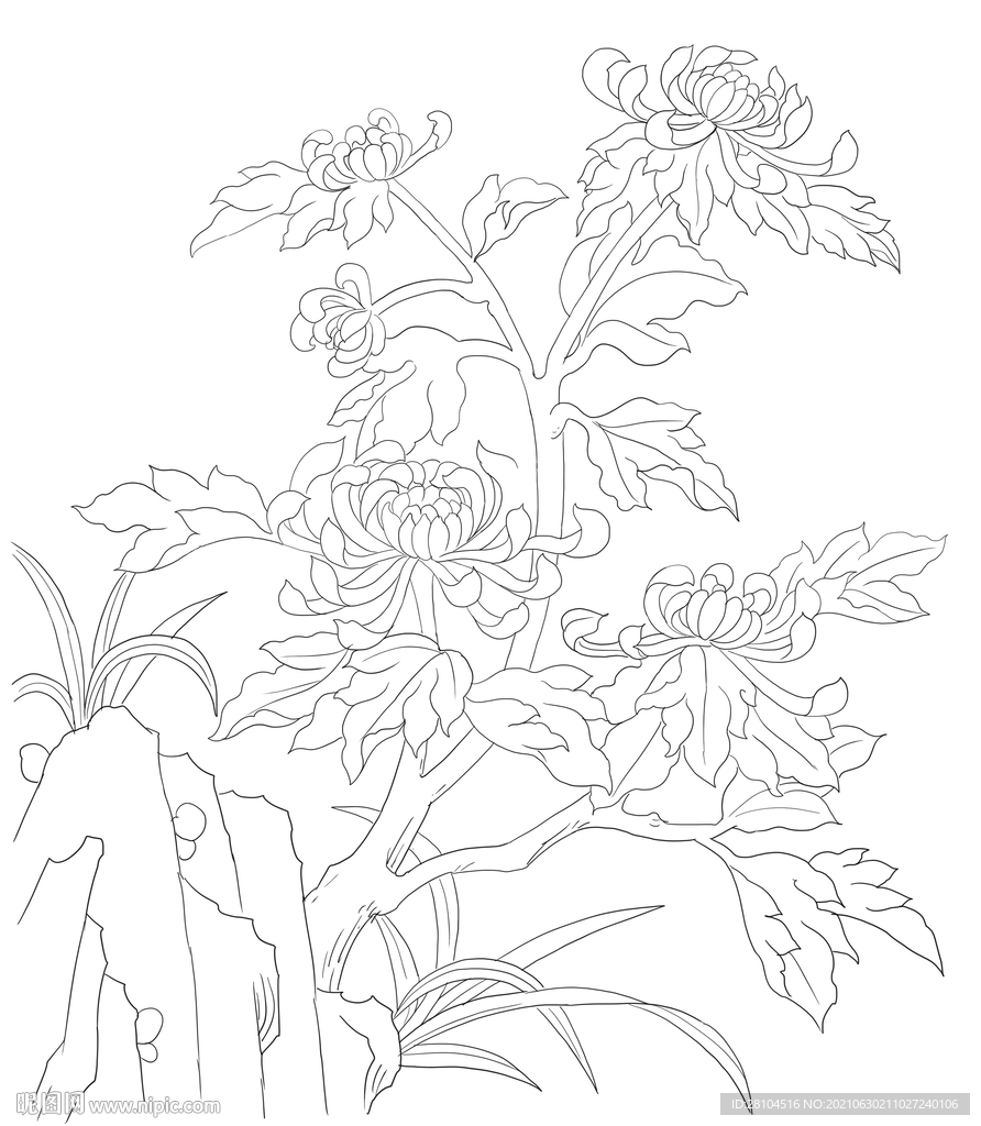 菊花