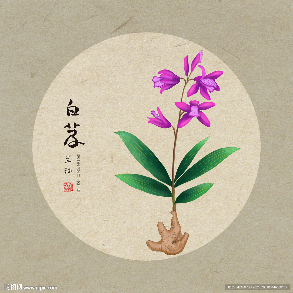 手绘白芨
