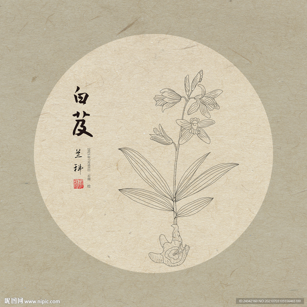 手绘白芨