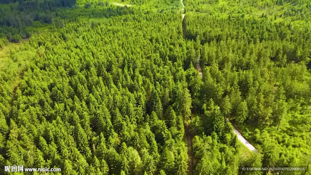 短视频素材航拍森林上空美景