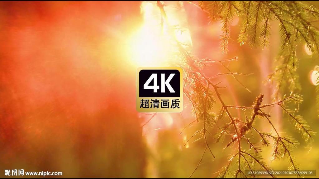 短视频素材阳光照耀树干日晕美景