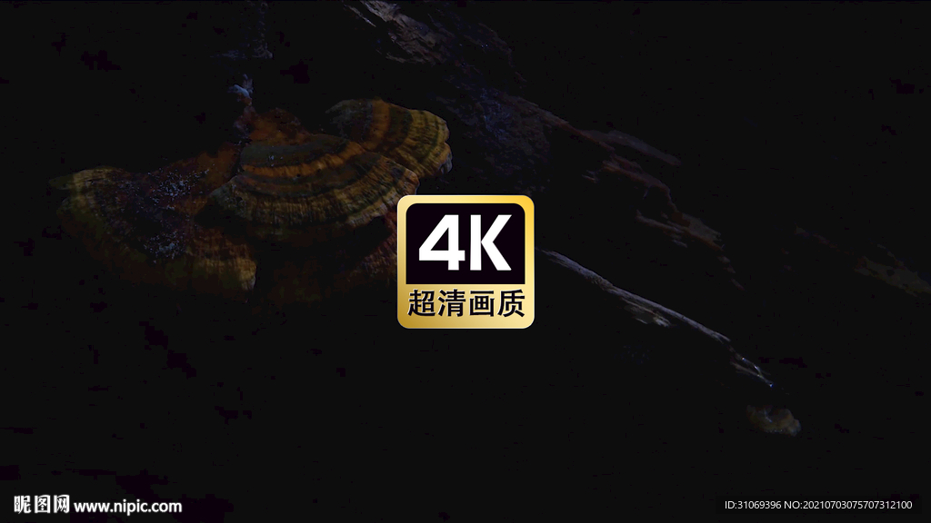 短视频素材树荫下的灵芝草