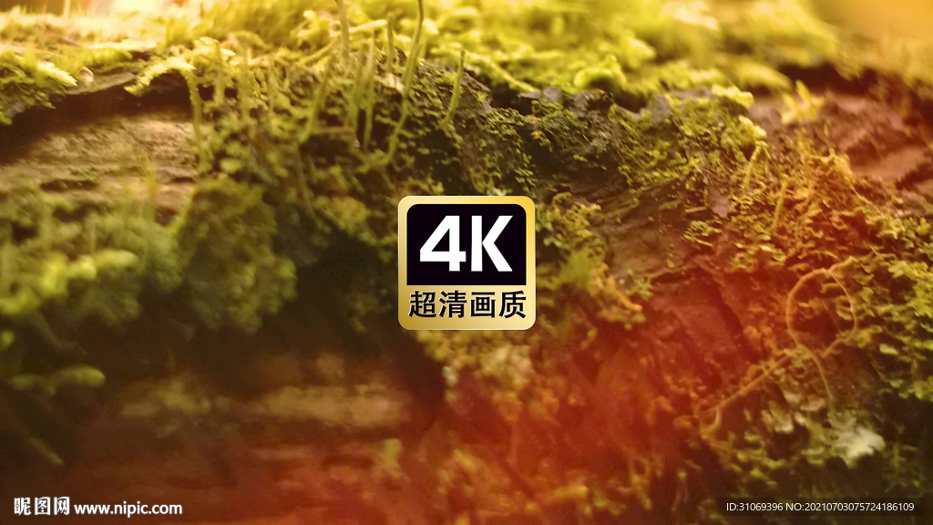 短视频素材腐朽树干苔藓野蘑菇