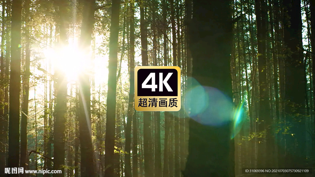 短视频素材日光穿透薄雾森林