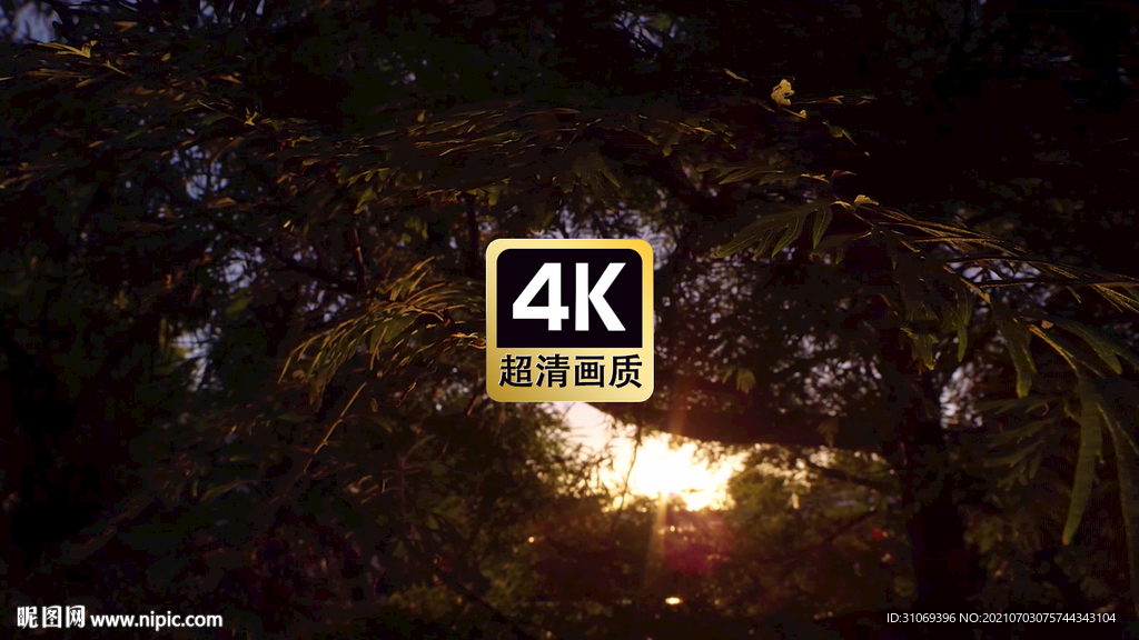 短视频素材日光透光树叶特写镜头