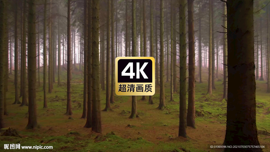 短视频素材薄雾树林