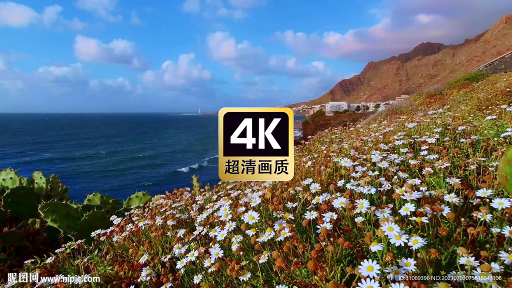 短视频素材海边山坡上白色花朵