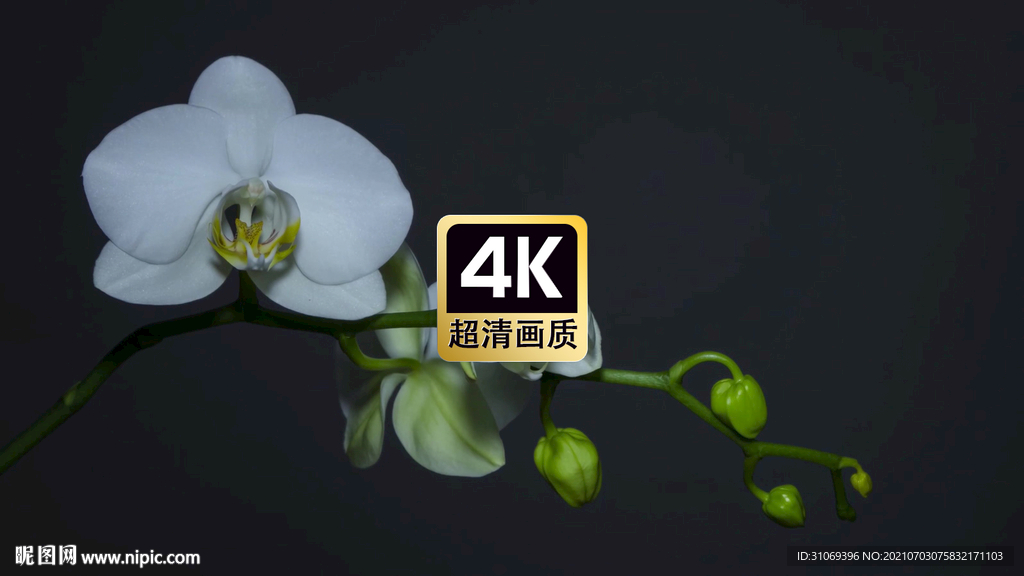 唯美短视频素材白色小花盛开特写