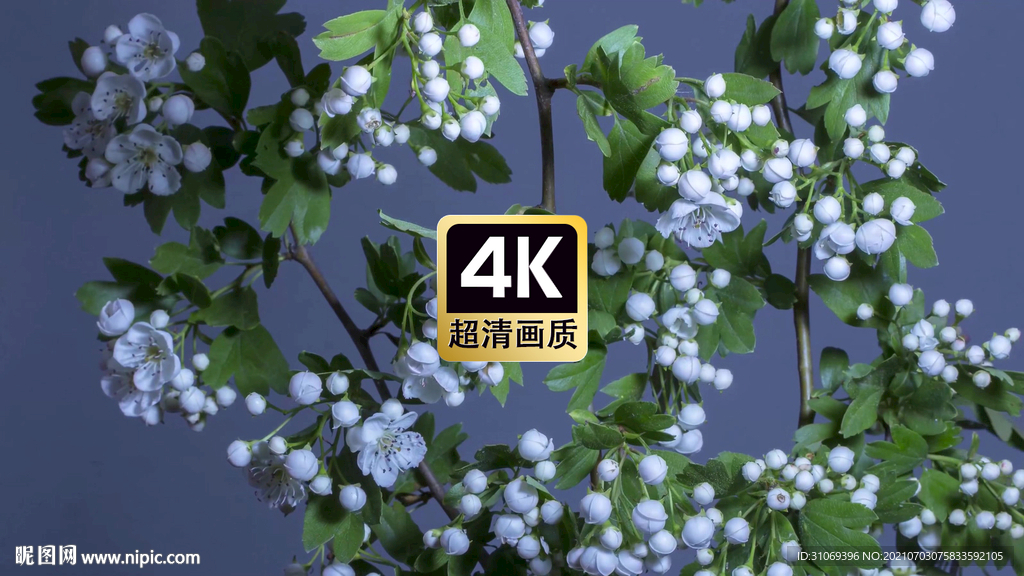 唯美植物开花过程特写视频素材